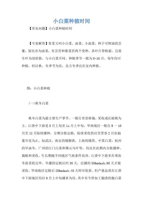 小白菜种植时间
