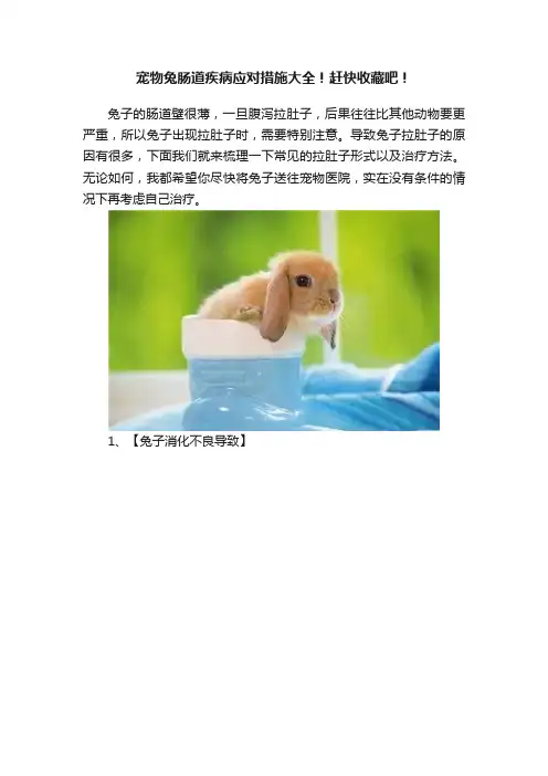 宠物兔肠道疾病应对措施大全！赶快收藏吧！