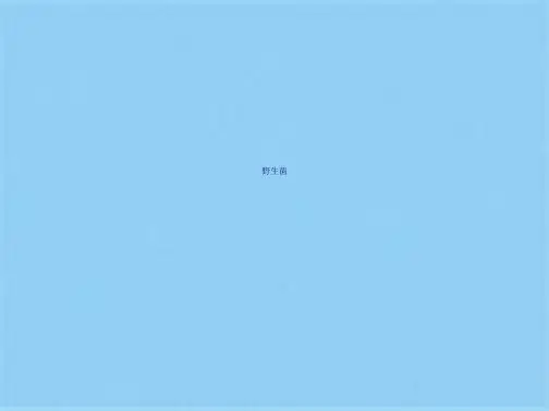 野生菌(共8张PPT)