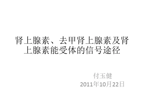 肾上腺素、去甲肾上腺素-及其受体