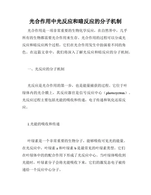 光合作用中光反应和暗反应的分子机制