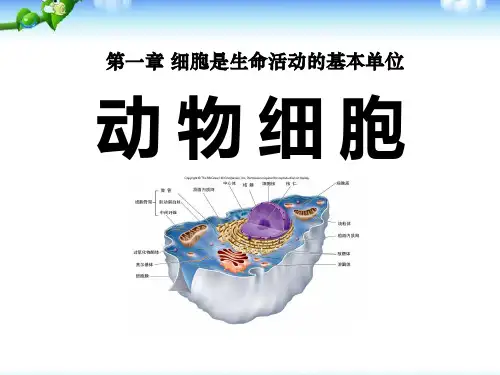 初中七年级上册生物《动物细胞》课件