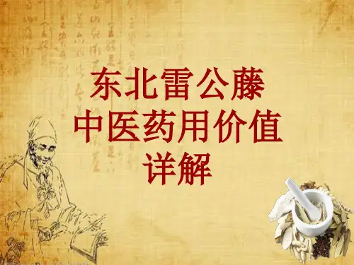 中药学_东北雷公藤_药材详解课件模板