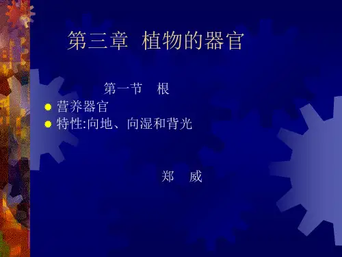 药用植物学3：根