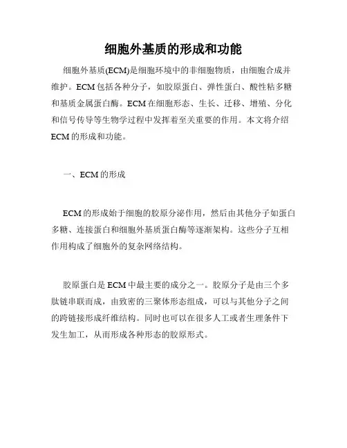 细胞外基质的形成和功能