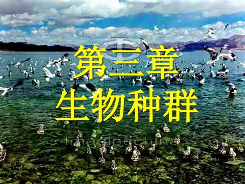 第三章生物种群PPT课件