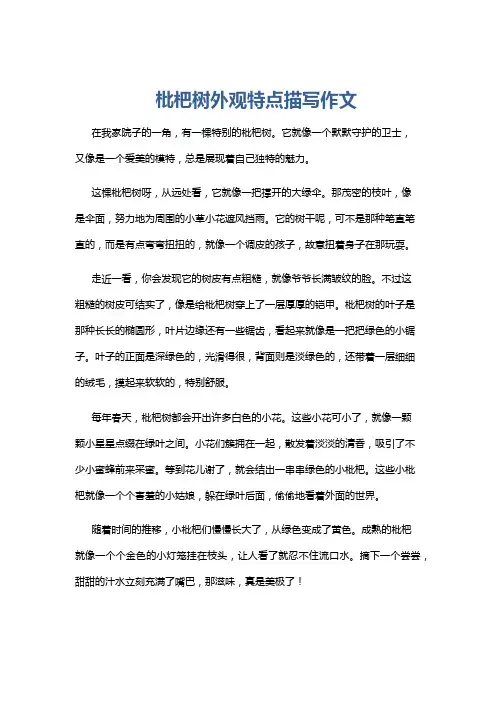 枇杷树外观特点描写作文