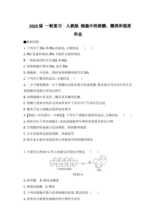 2020年高考 一轮复习  人教版 细胞中的核酸、糖类和脂质  作业.doc