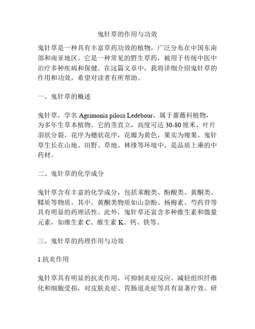 鬼针草的作用与功效