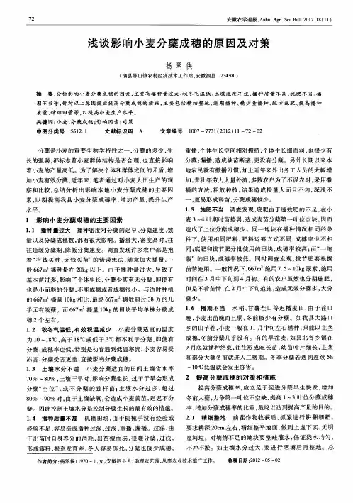 浅谈影响小麦分蘖成穗的原因及对策