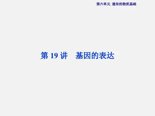 高考生物 总复习 第19讲 基因的表达