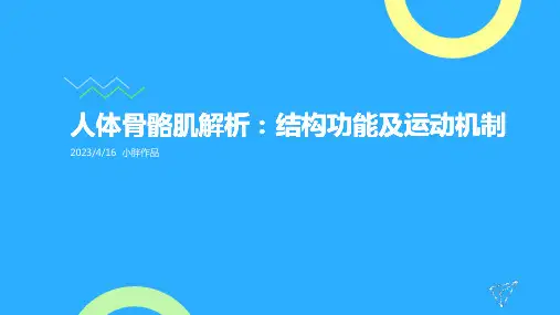 人体骨骼肌讲解