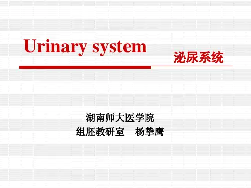 组织学与胚胎学课件：第17章 泌尿系统