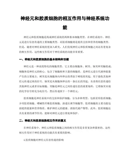 神经元和胶质细胞的相互作用与神经系统功能
