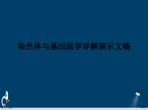 染色体与基因组学详解演示文稿