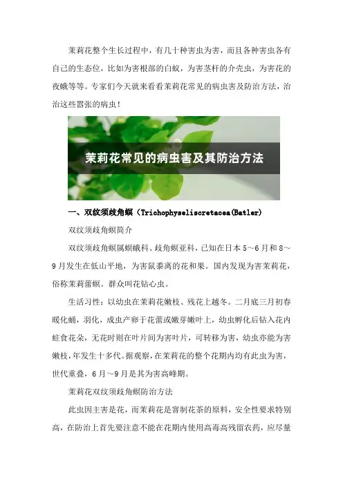 茉莉花常见的病虫害及其防治方法