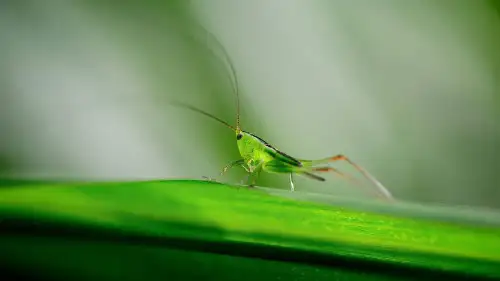 三年级下册语文课件-4 昆虫备忘录(人教部编版)