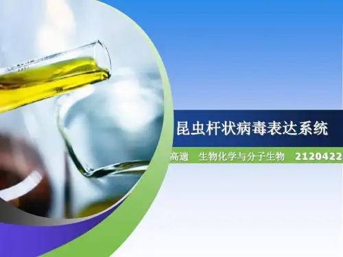 昆虫杆状病毒载体
