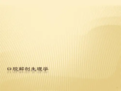 牙体解剖生理ppt课件