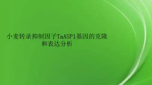 小麦转录抑制因子TaASP1基因的克隆和表达分析