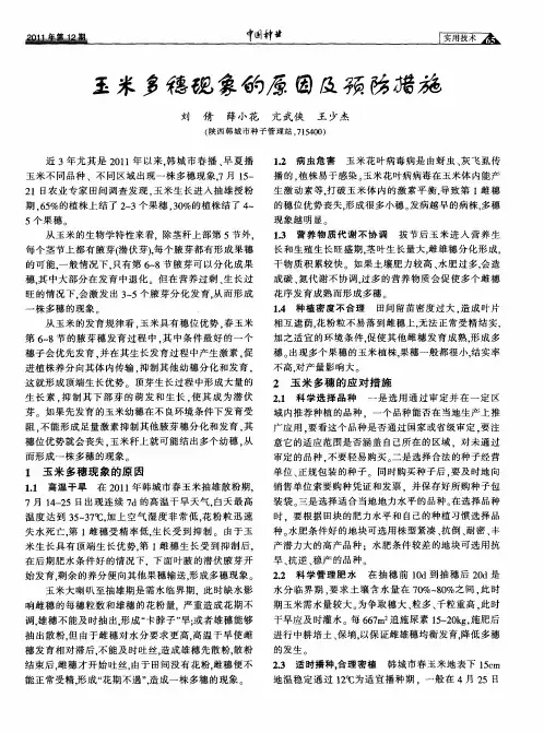 玉米多穗现象的原因及预防措施