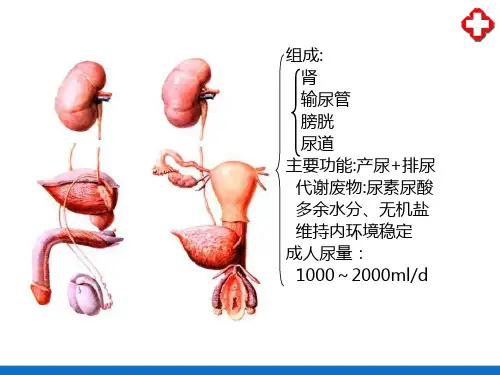 泌尿系统(人体解剖学)