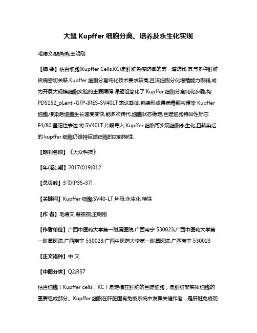 大鼠Kupffer细胞分离、培养及永生化实现