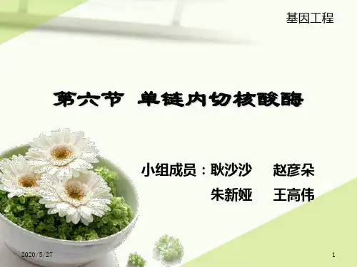 【精选】第六节 单链内切核酸酶