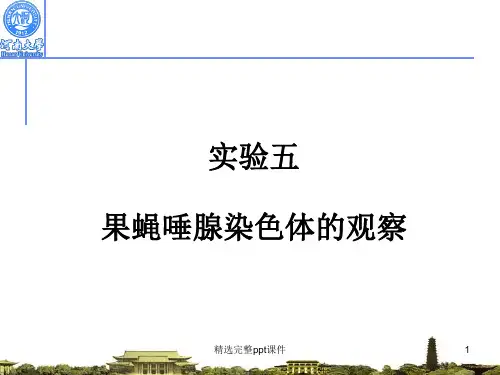 果蝇唾腺染色体的观察