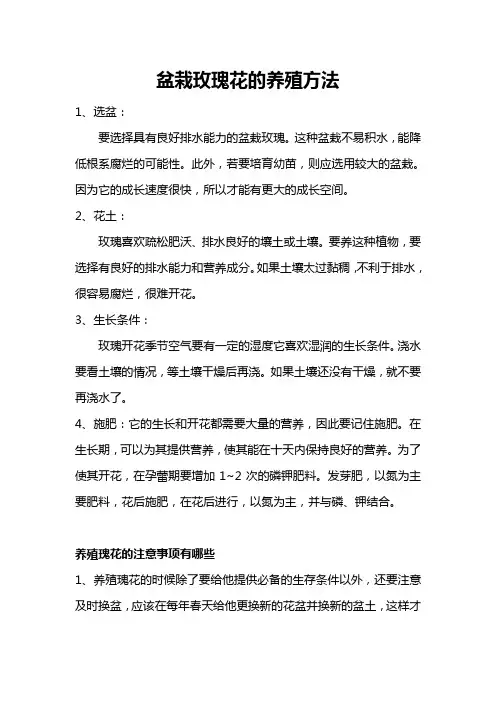 盆栽玫瑰花的养殖方法
