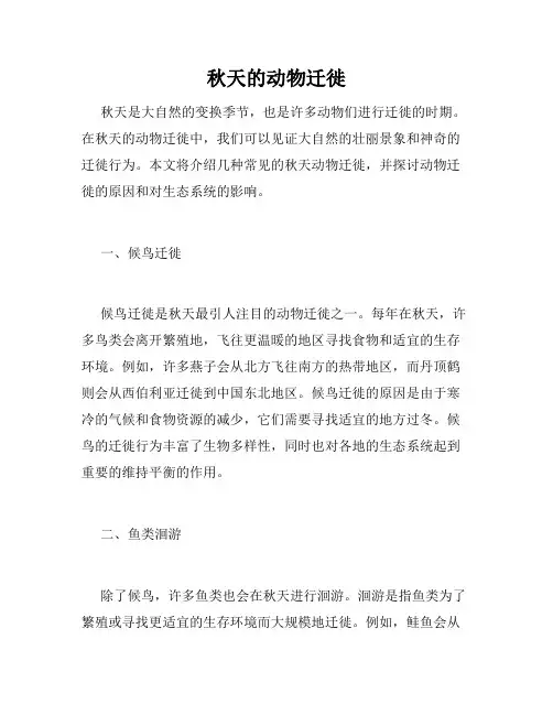 秋天的动物迁徙