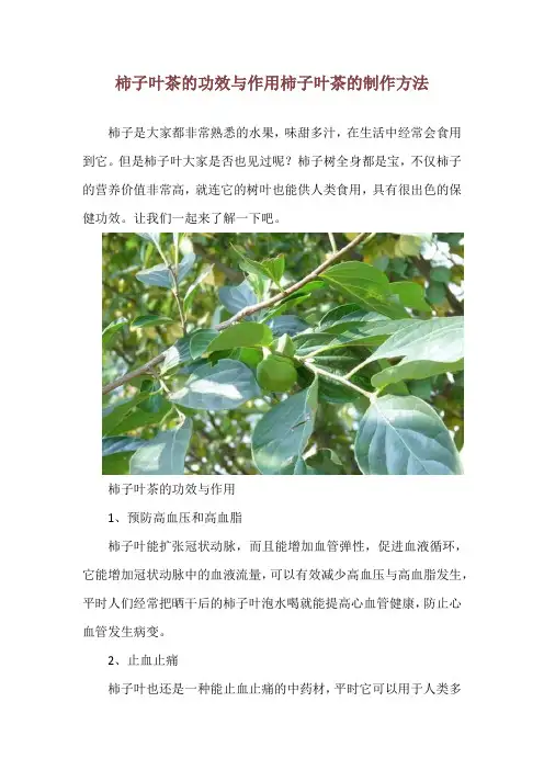 柿子叶茶的功效与作用 柿子叶茶的制作方法