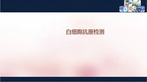 白细胞抗原系统检测ppt课件