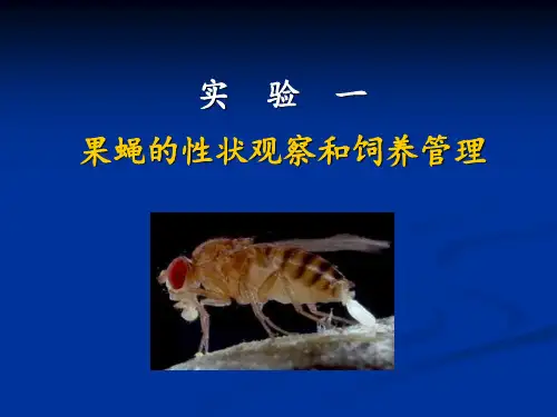 实验一、果蝇饲养管理及形态观察