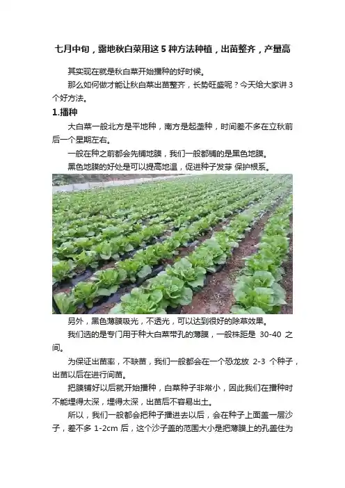 七月中旬，露地秋白菜用这5种方法种植，出苗整齐，产量高
