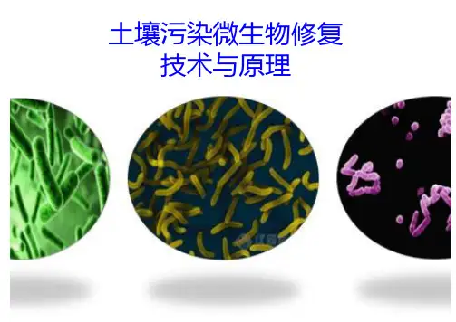 浙江大学《污染环境的物理修复》微生物修复-原位与异位