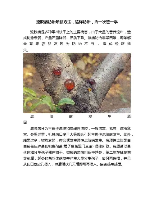 流胶病防治最新方法，这样防治，治一次管一季