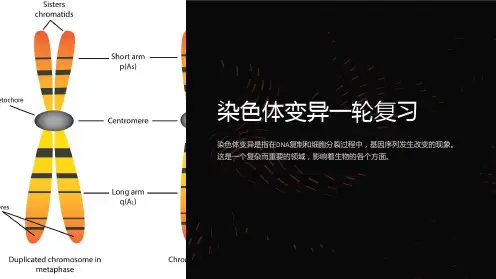 染色体变异一轮复习