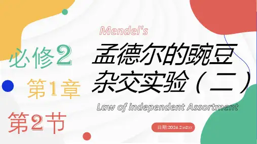 1.2 孟德尔的豌豆杂交实验(二)(第3课时)(课件)高一生物课件(2019人教版必修2)