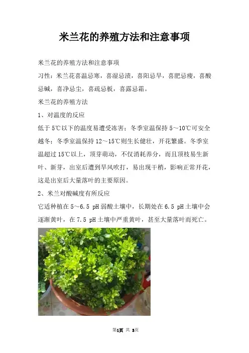 米兰花的养殖方法和注意事项