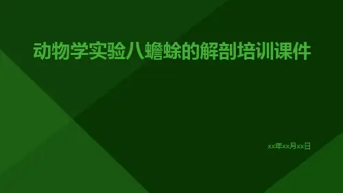 动物学实验八蟾蜍的解剖培训课件