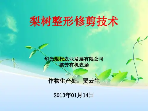 梨树整形修剪技术汇报PPT