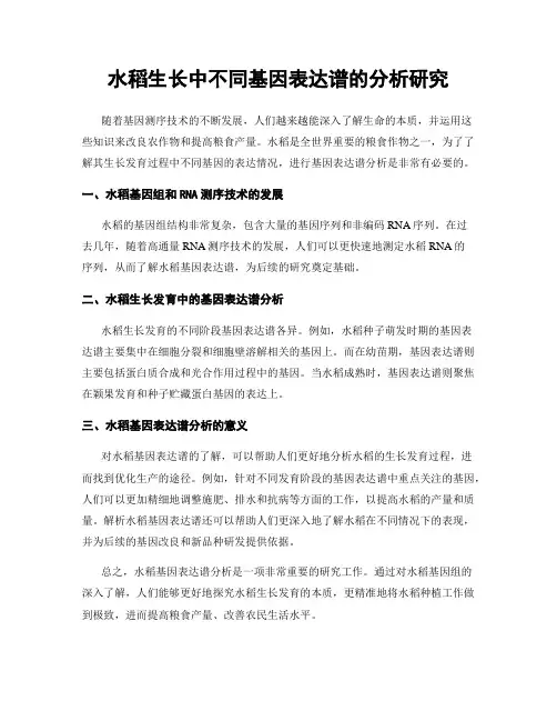 水稻生长中不同基因表达谱的分析研究