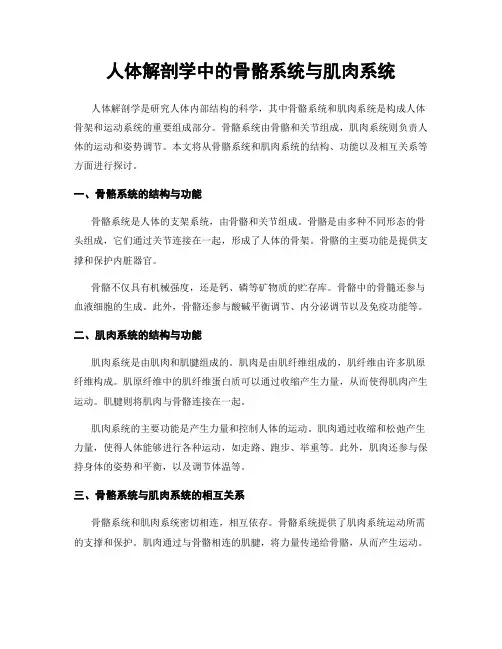 人体解剖学中的骨骼系统与肌肉系统