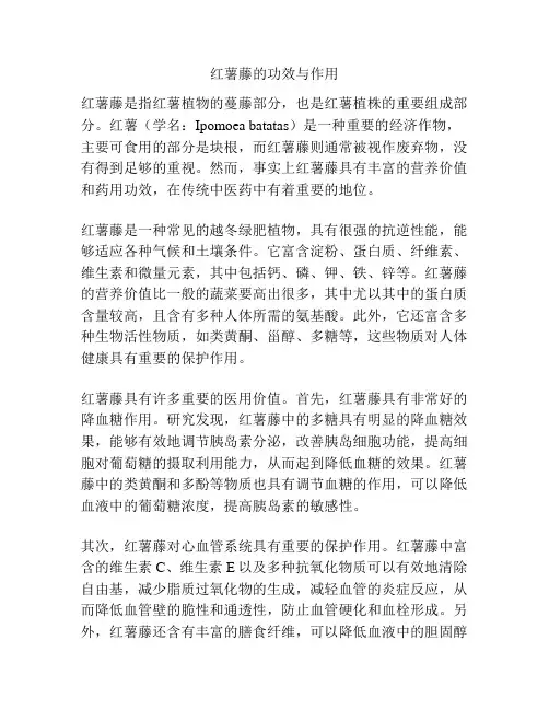 红薯藤的功效与作用
