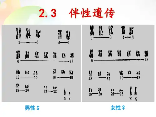 2.3 伴性遗传