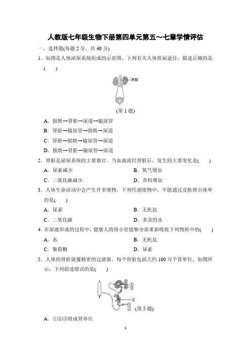 人教版七年级生物下册第四单元第五～七章学情评估含答案