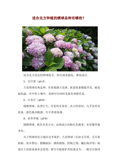 适合北方种植的绣球品种有哪些？