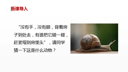 《软体动物和节肢动物》优质课一等奖课件