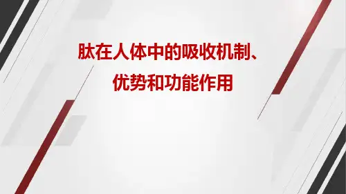 肽在人体中的吸收机制、优势和功能作用